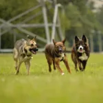 Holding Someone Responsible for a Dog Park Injury Holding Someone Responsible for a Dog Park Injury
